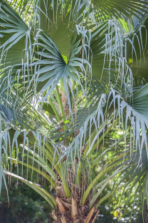 Cape Tribulation Holiday House Екстериор снимка